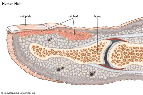 The inside story of the nail